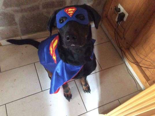 Hunde Memes-Beitrag-Bild