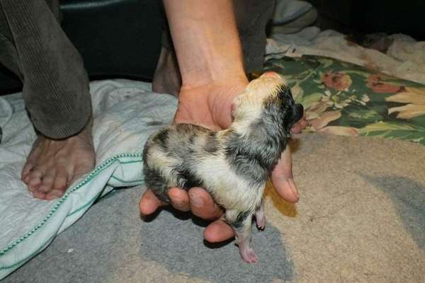 Welpen Bilder !-Beitrag-Bild