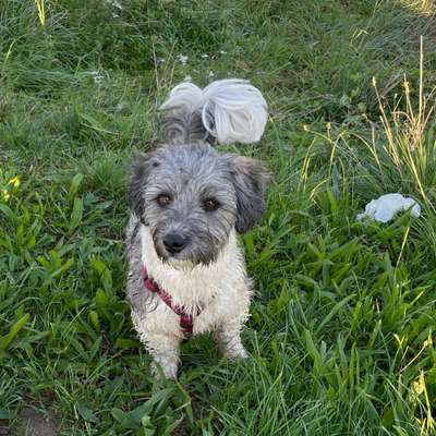 Hundetreffen-Treffen in Gau-Algesheim