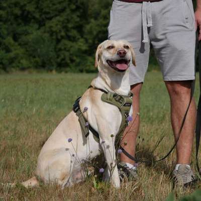 Hundetreffen-Gassirunde oder spieltreff-Bild