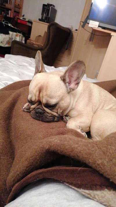 Französische Bulldoggen-Beitrag-Bild