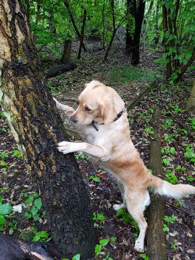 Die Dogorama Monats Challenge "Es grünt und blüht"-Beitrag-Bild