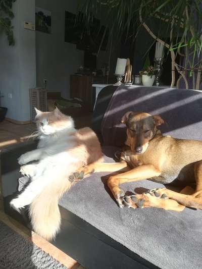 Die Dogorama Wochen Challenge "Friends will be Friends"-Beitrag-Bild