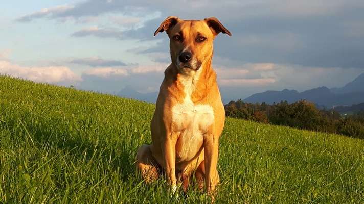 Vorurteile gegenüber Hundebesitzer-Beitrag-Bild