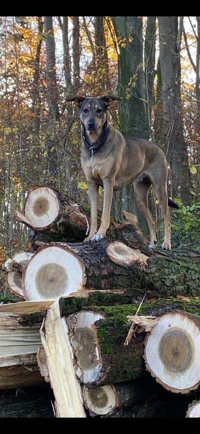 Hunderunde-Beitrag-Bild