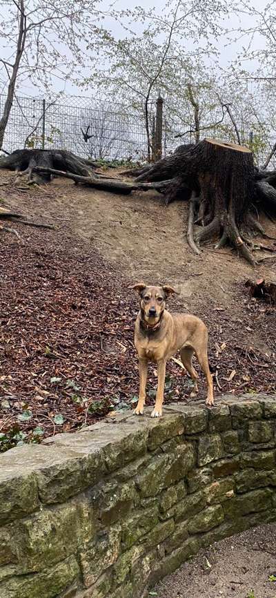 Austausch und Bilder unserer Schäferhund-Labrador mischlinge-Beitrag-Bild