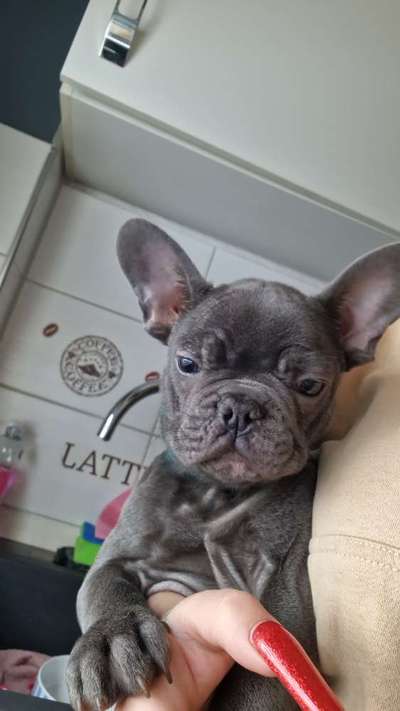 Französische Bulldoggen-Beitrag-Bild