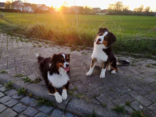 Aussies-Beitrag-Bild