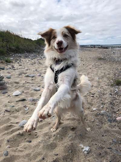 Hundetreffen-Gemeinsame Spaziergänge und Trainings-Bild