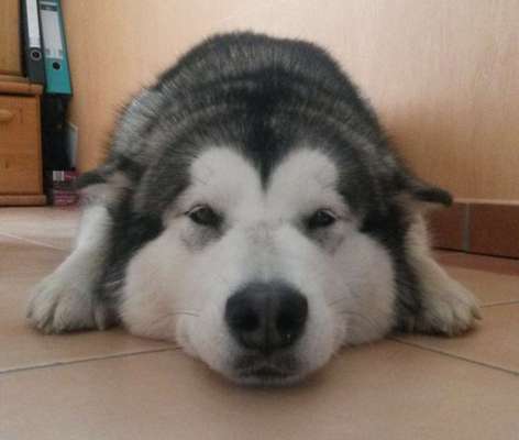 Zeigt mir die tollste Nahaufnahme von eurer Fellnase-Beitrag-Bild