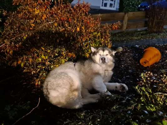 Dogorama Foto Challenge - Dämmerung-Beitrag-Bild