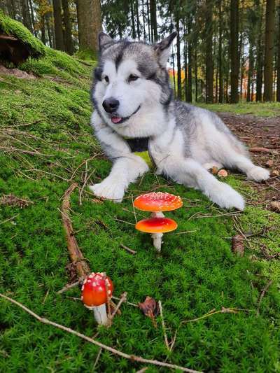 Herbst Bilder-Beitrag-Bild