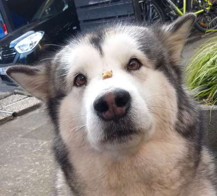 Fotochallenge Nr. 102: Futter balancieren-Beitrag-Bild