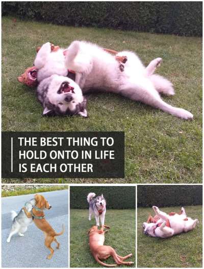 Bester Freund, Hundekumpel - zeigt her!-Beitrag-Bild