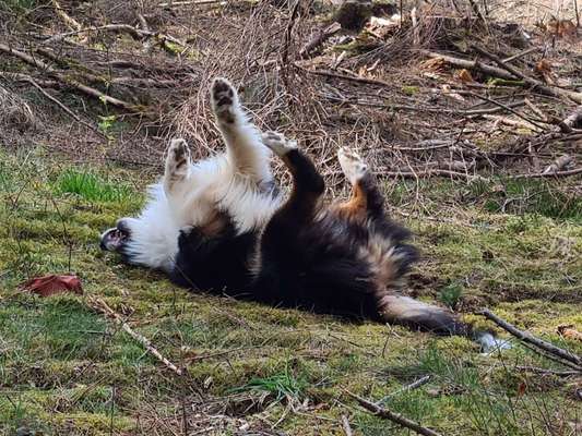 Fotosammlung: ,,Der natürliche Hund" Unbearbeitet, ungestellt und in Natura-Beitrag-Bild