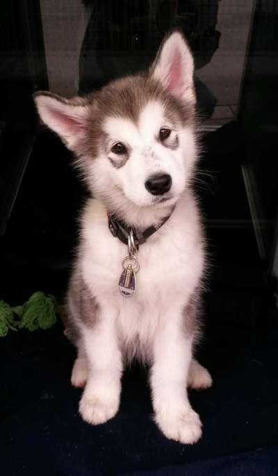 Welpen Bilder !-Beitrag-Bild