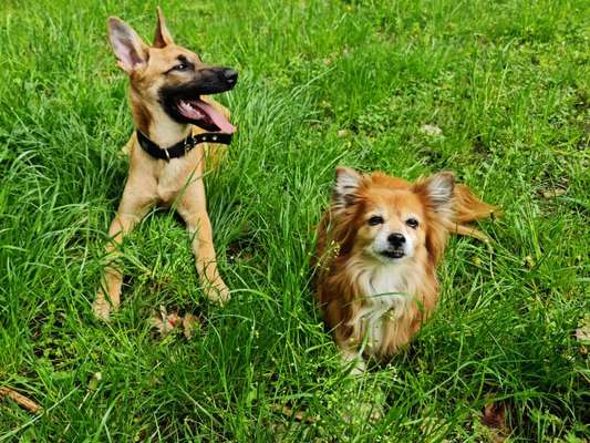 Schäferhund-Beitrag-Bild