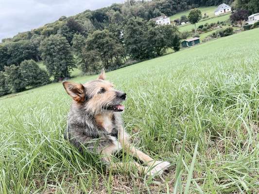 Die Dogorama Kalender Challenge Titelbild-Beitrag-Bild