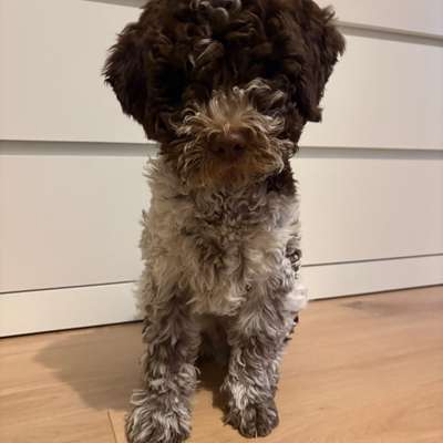 Hundetreffen-Freund gesucht-Bild