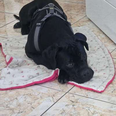 Hundetreffen-Cabe corso 9 monate alt sucht ne sie zum spielen-Bild