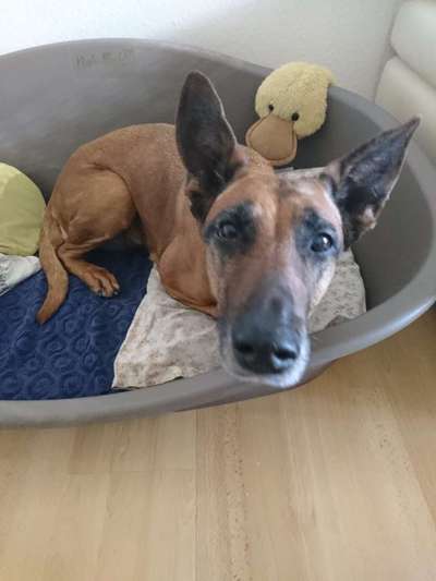 Mischlinge raten - Rätselspaß-Beitrag-Bild