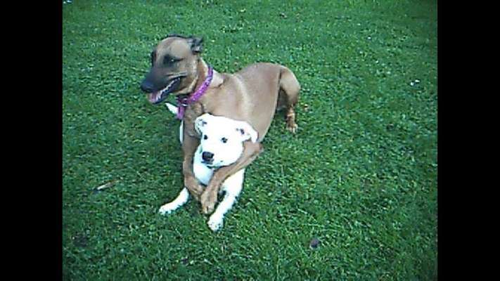 Die Dogorama Wochen Challenge "Friends will be Friends"-Beitrag-Bild