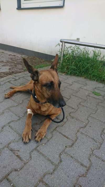 Mischlinge raten - Rätselspaß-Beitrag-Bild