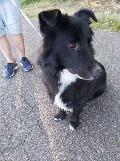 Unsere Fellnasen-Vielfalt im Überblick!-Beitrag-Bild