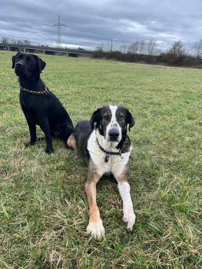 Schweizer Sennenhunde-Beitrag-Bild