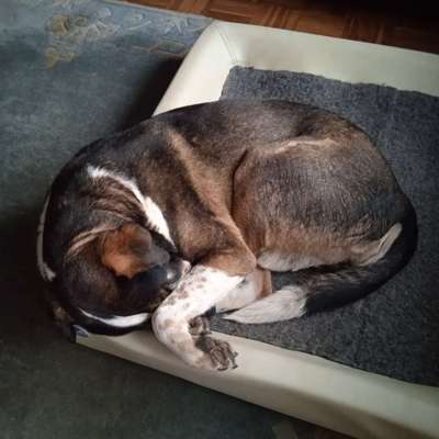 Schweizer Sennenhunde-Beitrag-Bild