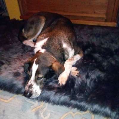 Orthopädisches Hundebett-Beitrag-Bild