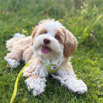 Hundetreffen-Spieletreffen Altstetten/Albisrieden-Bild