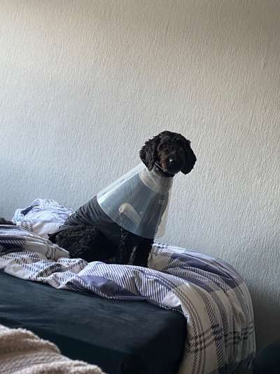 Hier ist der Spaßthread. Zum Schmunzeln und Kaputtlachen-Beitrag-Bild