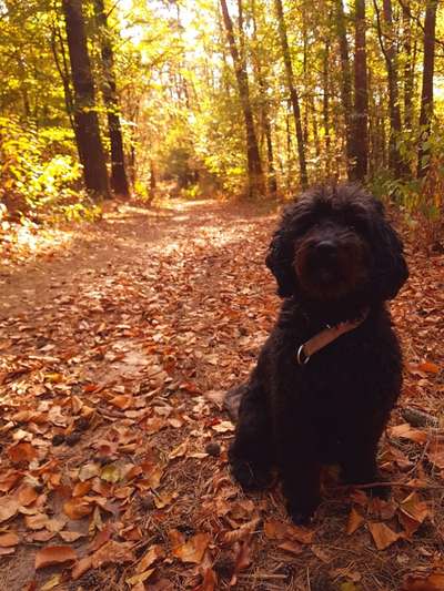 Die wunderschöne Welt mit Hund.-Beitrag-Bild