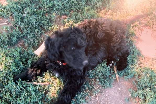 Welpen Bilder !-Beitrag-Bild