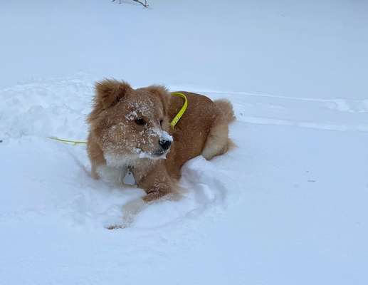 Die Dogorama Kalender Challenge Titelbild-Beitrag-Bild