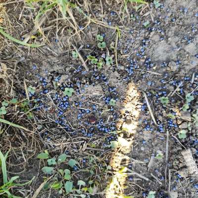 Giftköder-Blaue Körner. Evtl. Dünger-Bild