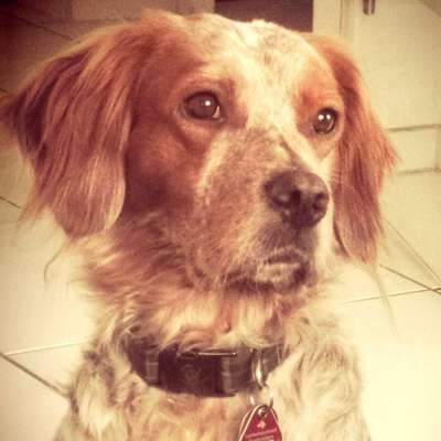 Hundetreffen-Wandern-Profilbild