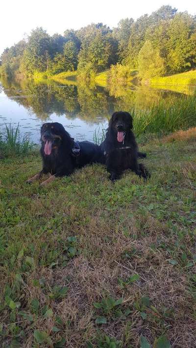 Hovawart-Beitrag-Bild