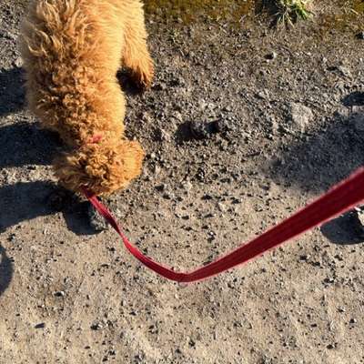 Hundetreffen-Treffen zum Gassi gehen und spielen-Bild