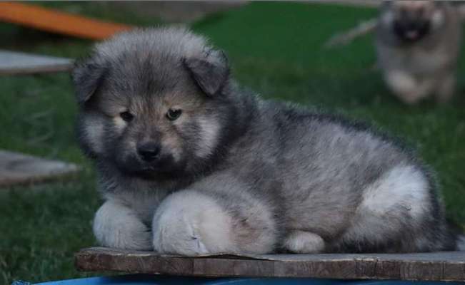 Eurasier hier?-Beitrag-Bild