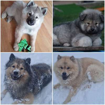 Eurasier hier?-Beitrag-Bild