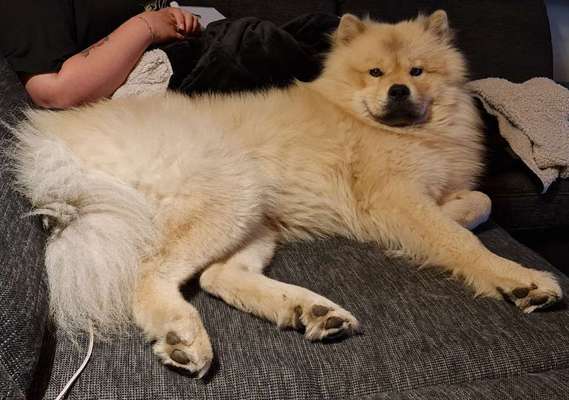 Eurasier hier?-Beitrag-Bild