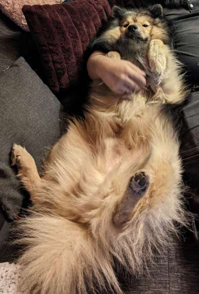 Eurasier hier?-Beitrag-Bild