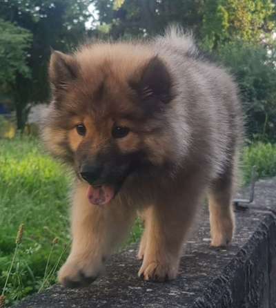 Eurasier hier?-Beitrag-Bild