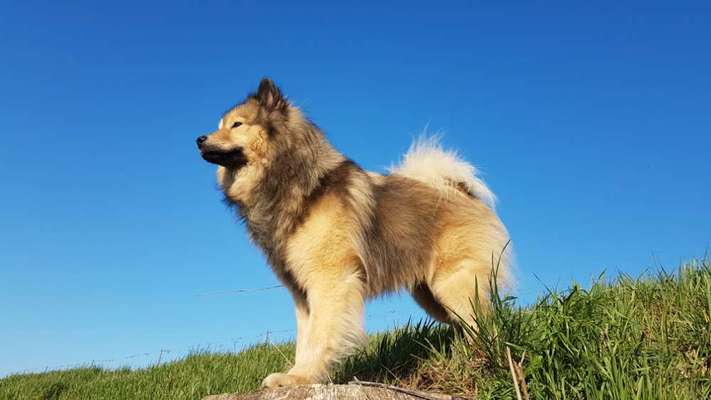 Eurasier hier?-Beitrag-Bild