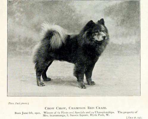 Eurasier hier?-Beitrag-Bild