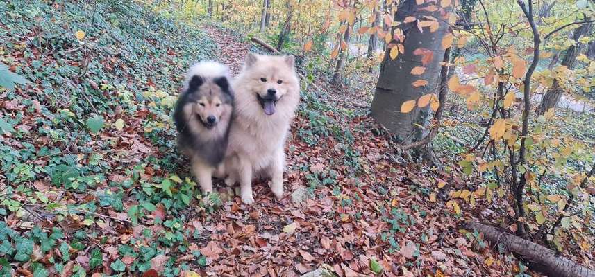Eurasier hier?-Beitrag-Bild