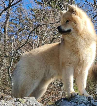 Eurasier hier?-Beitrag-Bild