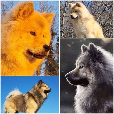 Eurasier-Beitrag-Bild